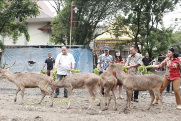 Komisi IV Minta Pengawasan Rusa di Sriwedari Diperketat